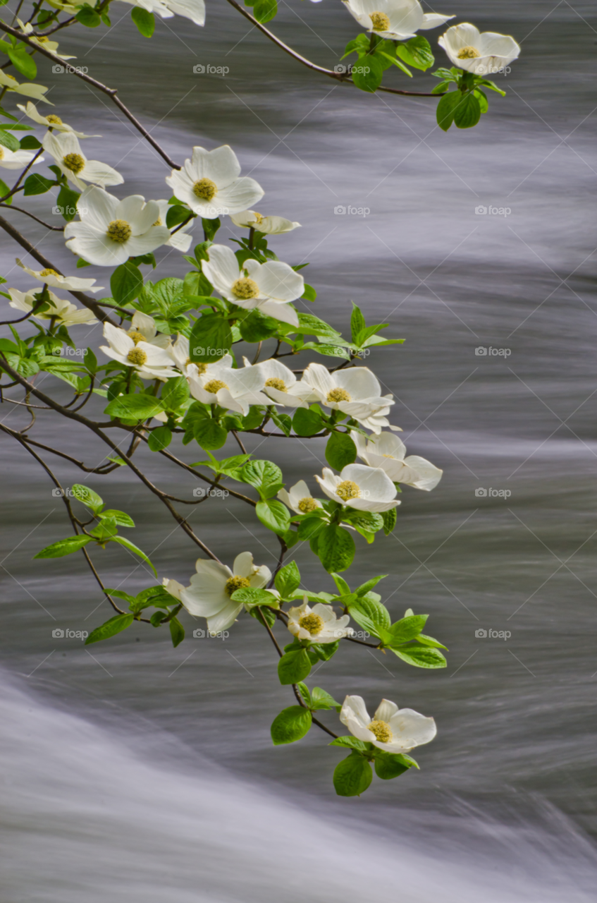 landscape merced river yosemite spring flowers by joeair