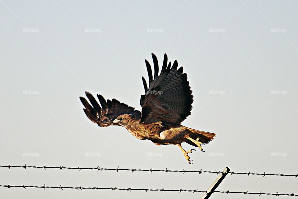 bird of prey, Hawk