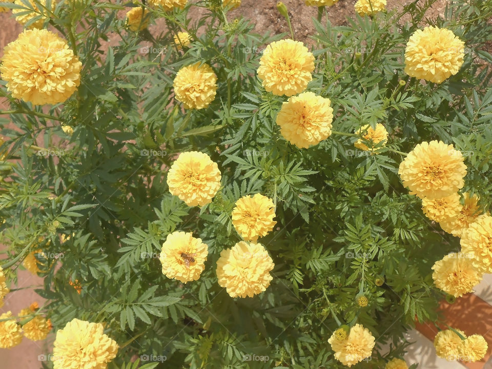 Beautiful Marigold