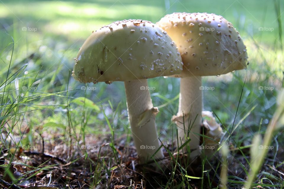 Mushrooms growing under a tree showing first signs of the Fall season