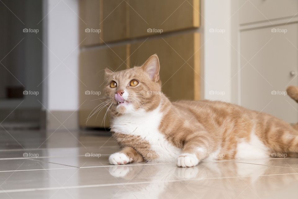 Ginger cat with home interior