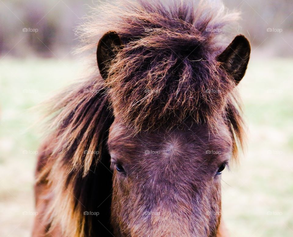 View of funny horse hair