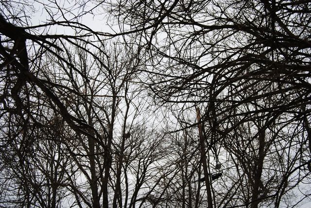 Life in the trees