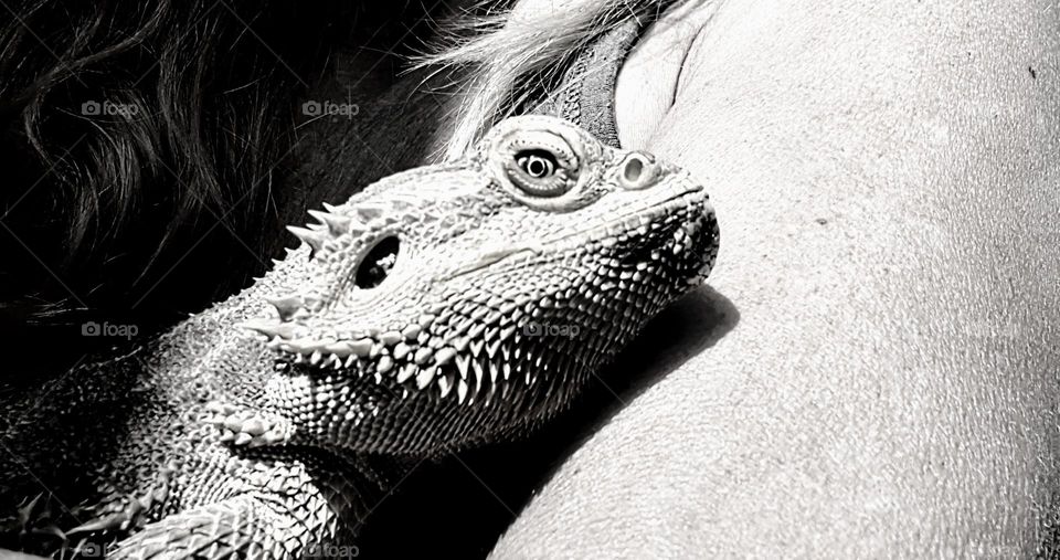 black and white close up portrait from a bearded dragon in the sun