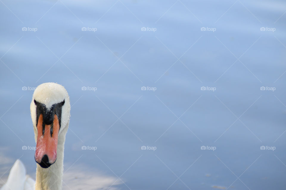 Close-up of swan on a lake