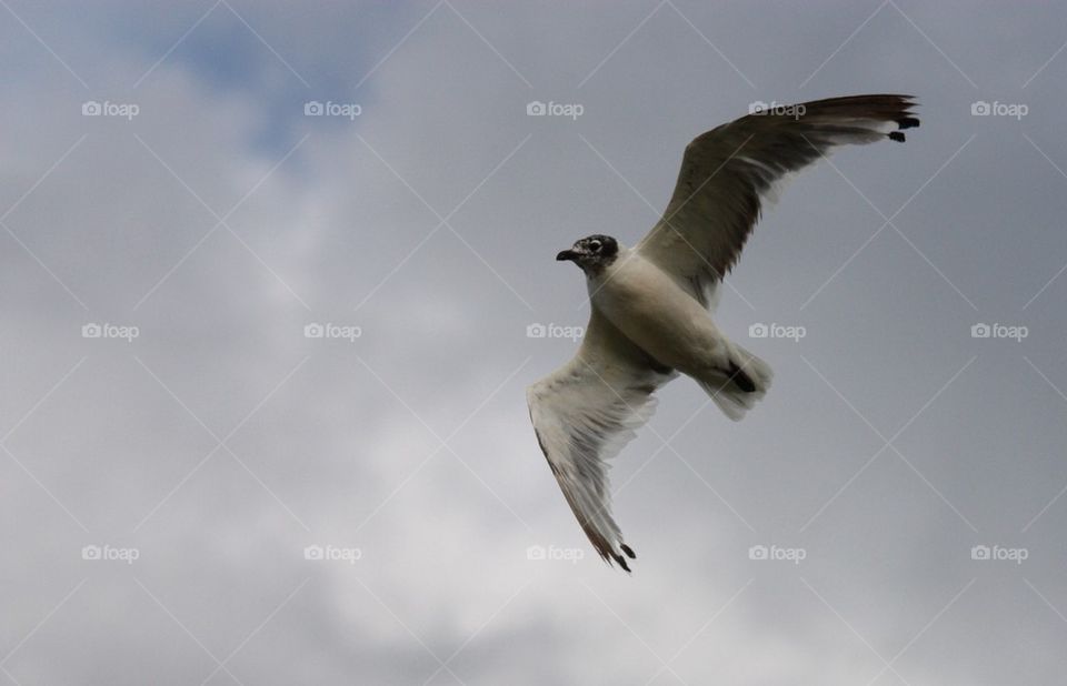 The flight of seagulls