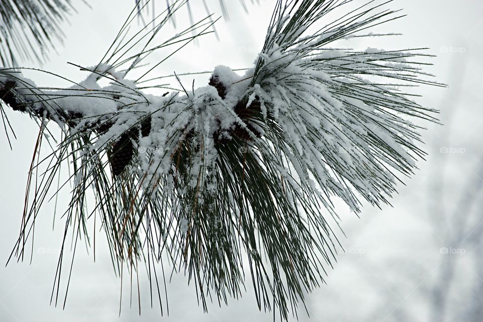 Frozen pine tree during winter