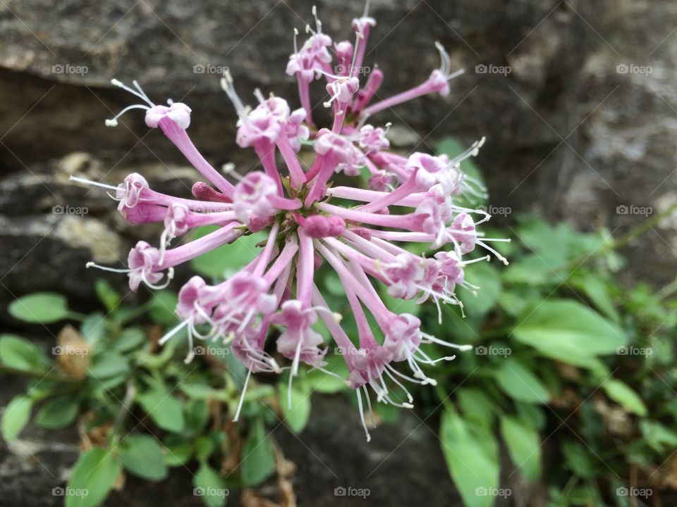 Pink Trumpet Tree Flower (Tabebuia Impetiginosa)