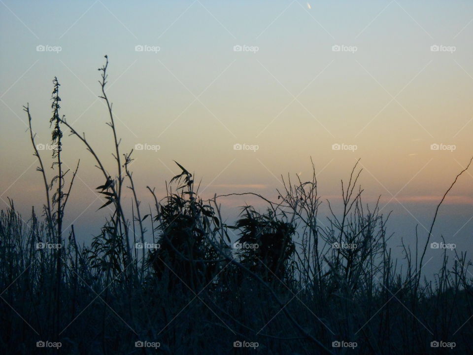 Early winter morning,  wildflowers of Norfolk