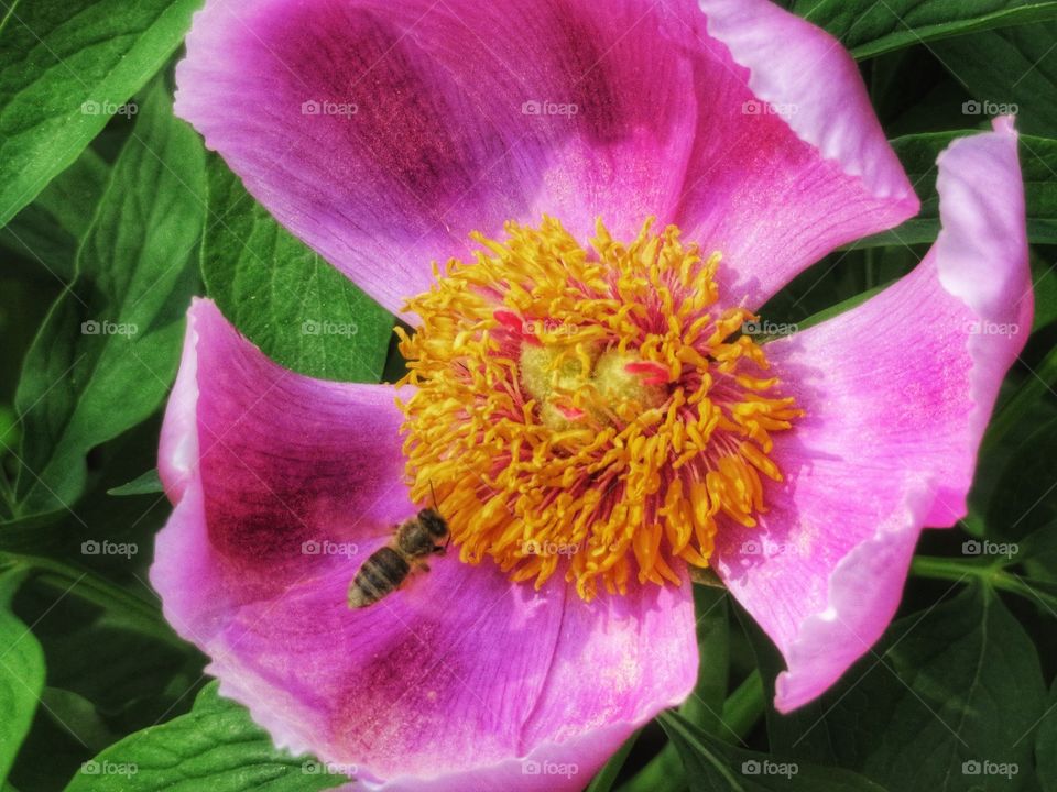 Peony Montreal botanical gardens 