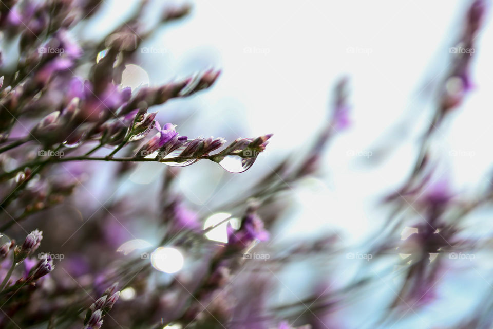 Morning dew on purple flowers