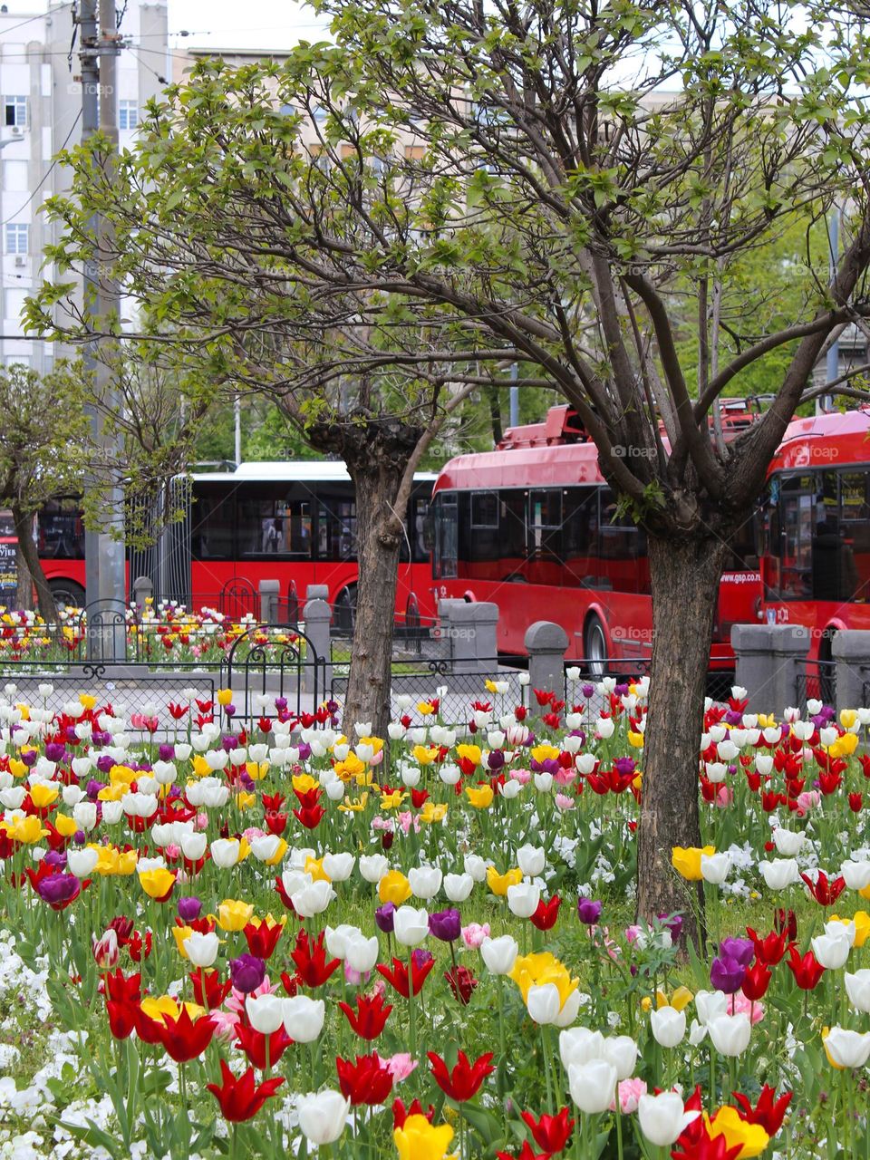 City greenery.  A small park next to a busy street refreshed with beautiful multi-colored tulips