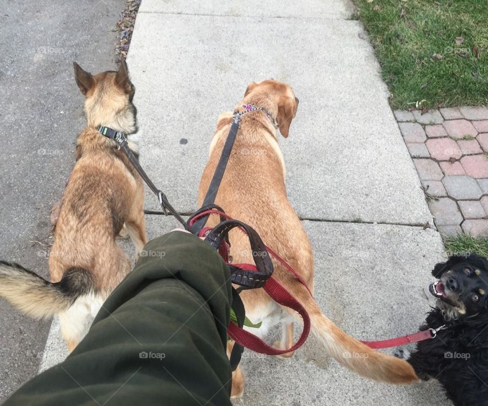 Walking Two Dogs