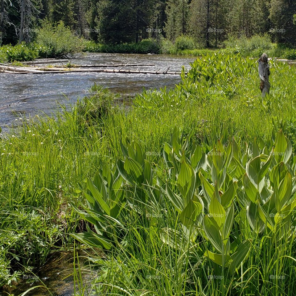 Thick green leafed lily plants along the lush green banks of the Deschutes River running through the forests of Central Oregon on a sunny summer day.