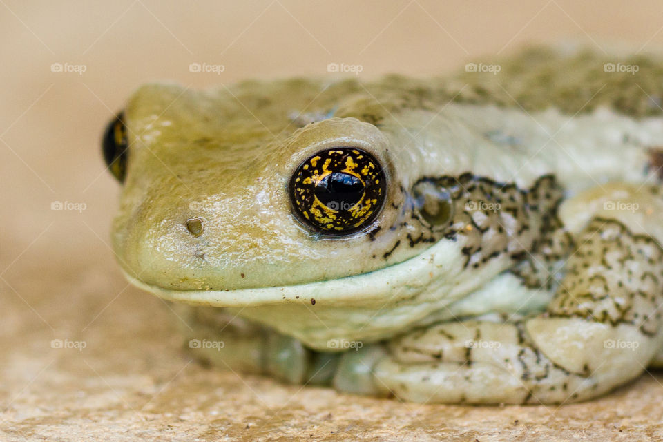 close up to a frog and it eyes