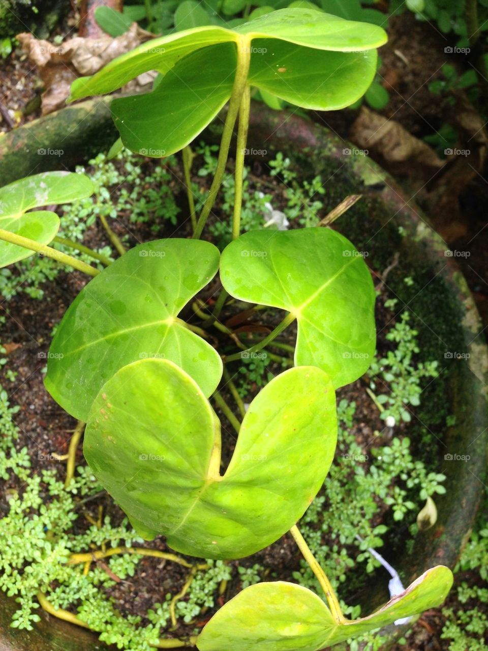 Leaves