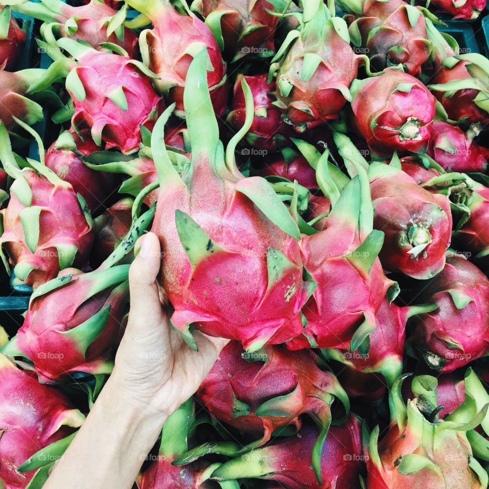 Holding food : Fresh dragon fruits 