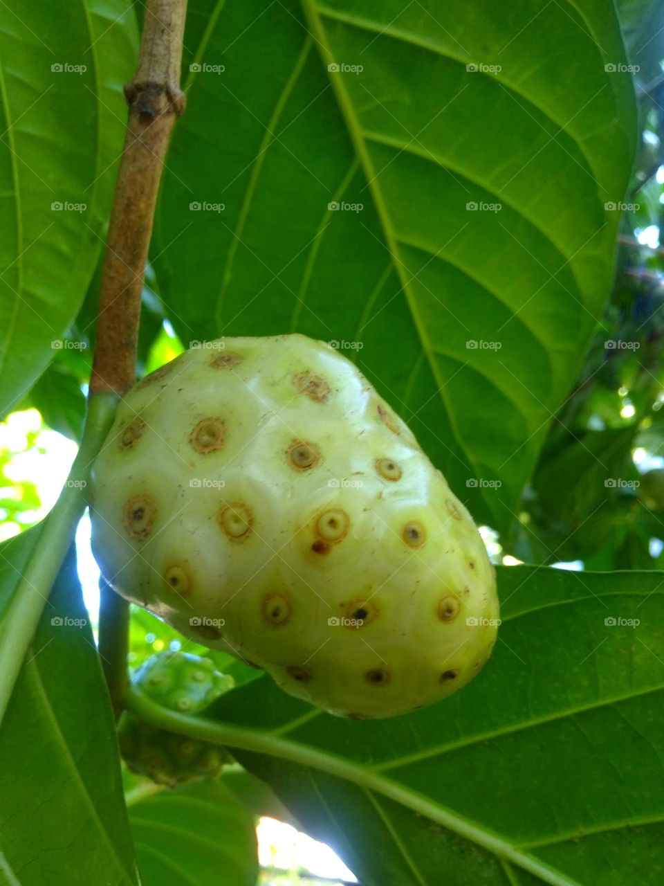 Fresh fruit on tree