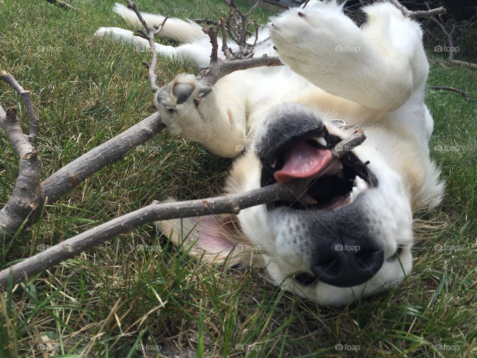 I love Sticks and I can not lie!