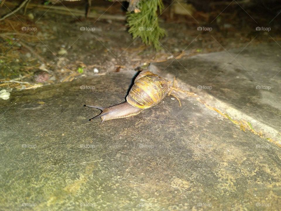 snail