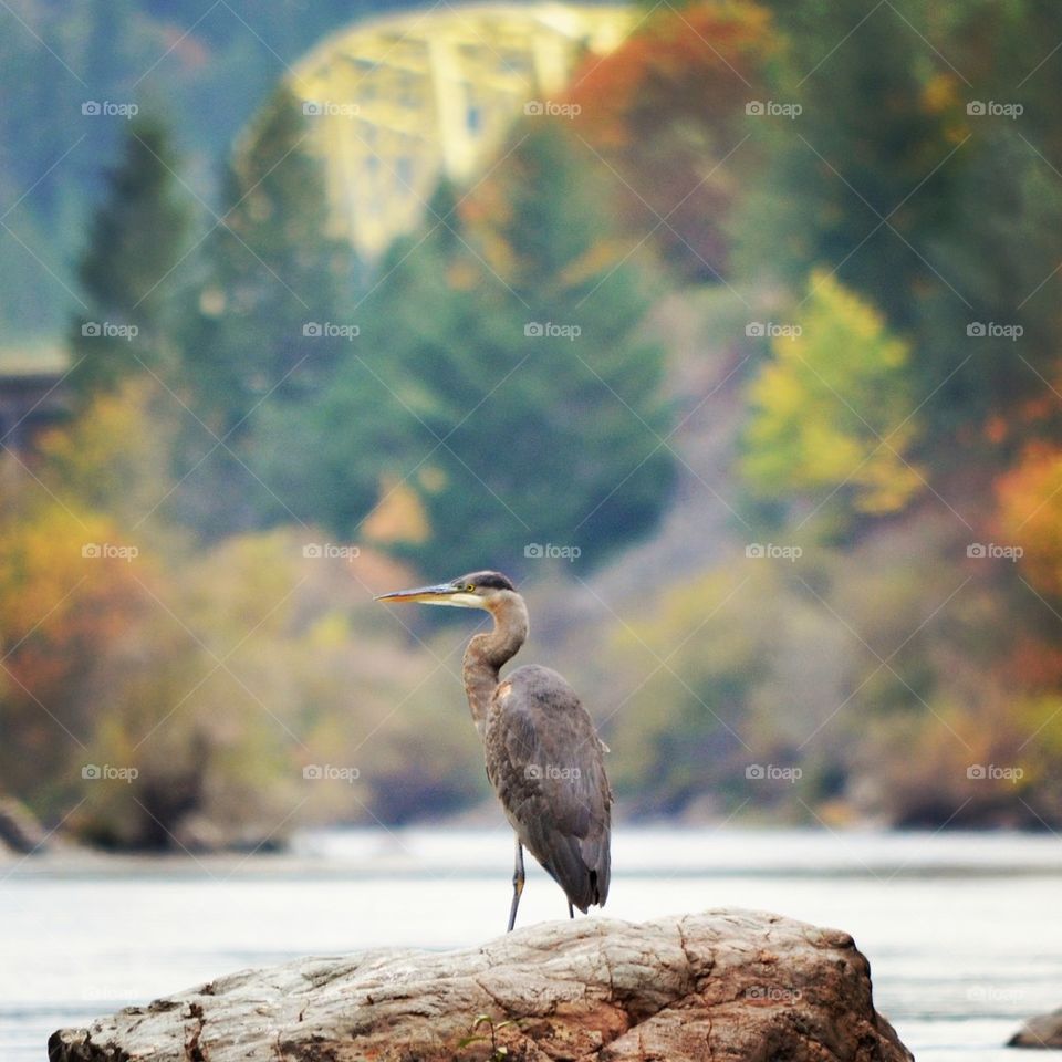 Female crane on the rock