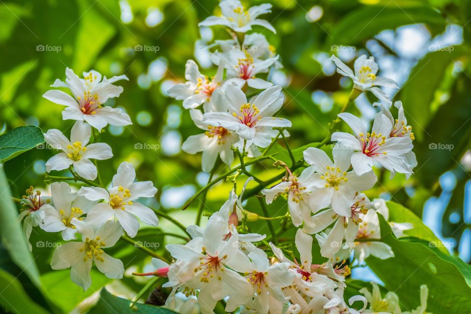 Aleurites montana in tropical forest