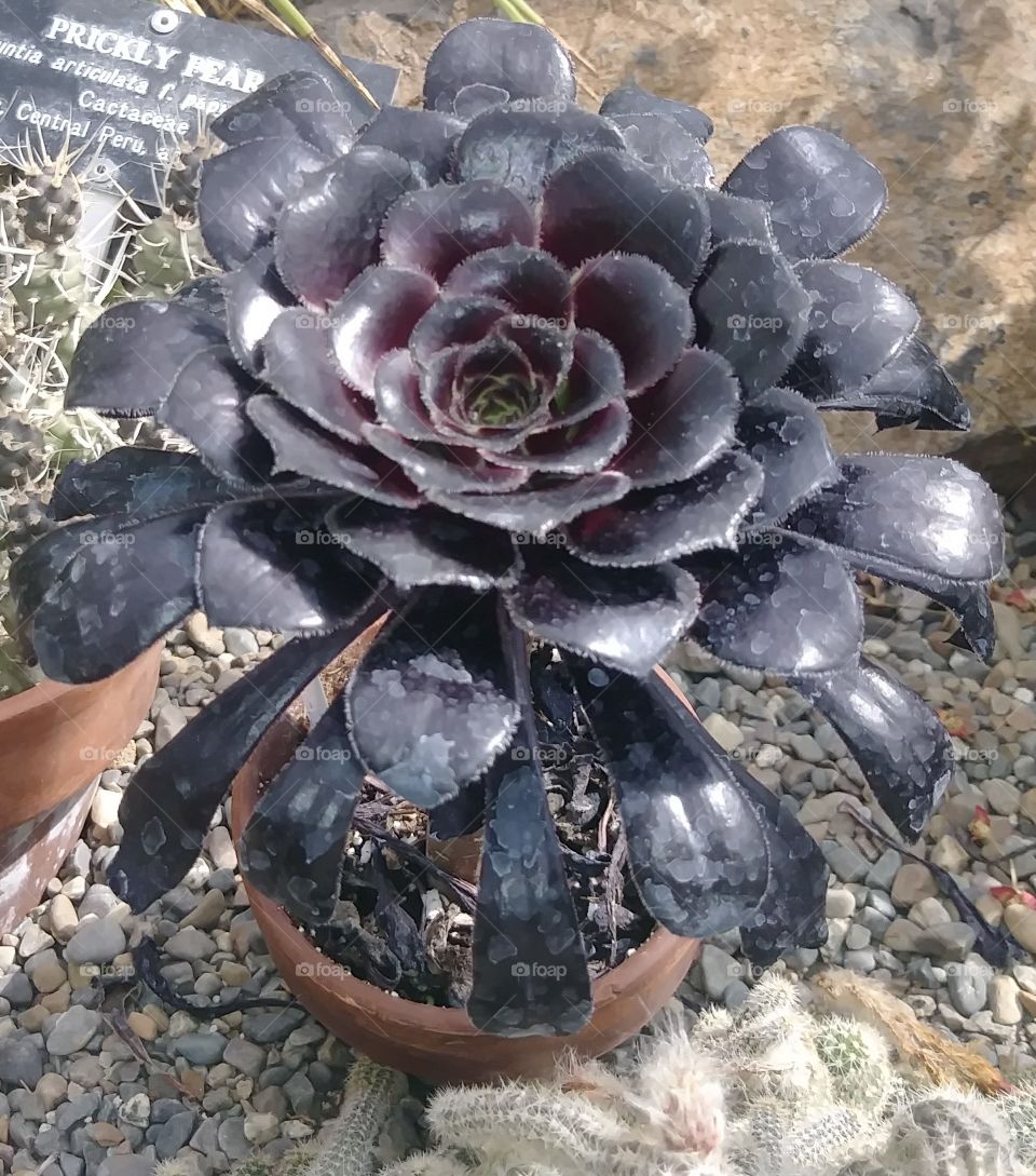 black cacti flora