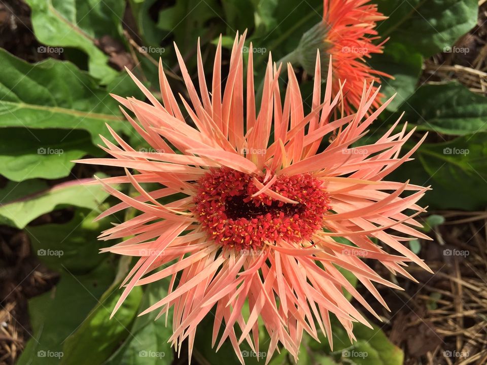 Dahlia flowers growing on plant