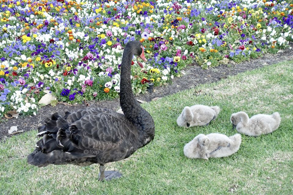 Black swan cygnets and a parent is staying near the colourful pansies.