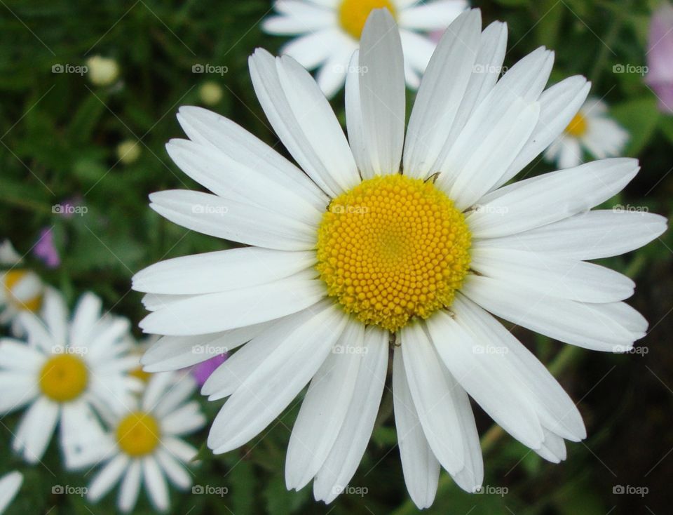 Close-up of white daisy flower