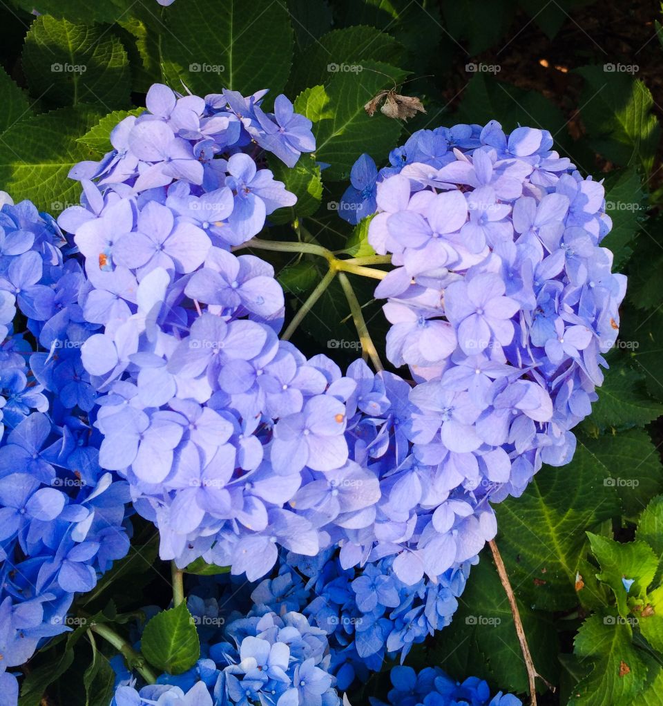 Heart shaped flowers 