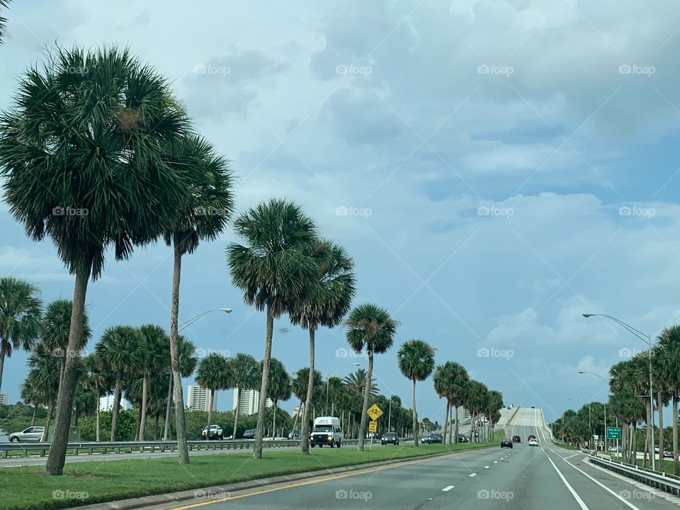 Commuting: vehicles driving on both directions of the highway in Florida with tropical scenery, Palm trees aligned in rows seeing vans, cars, SUVs near a bridge forward on a cloudy day.