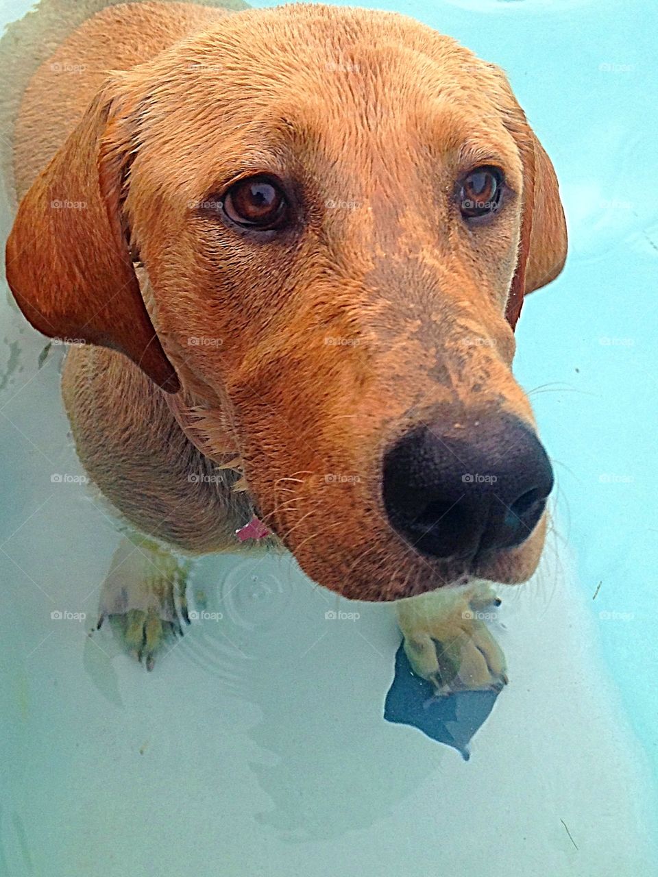 Labrador swimming pool