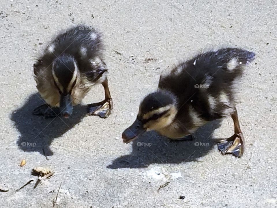 ducklings at the beach