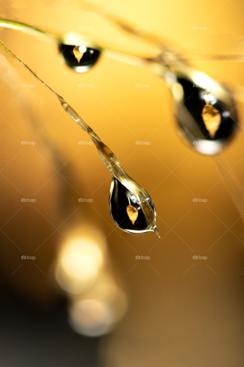 A macro portrait of raindrops in front of a brown gold leaf which fell from a tree during fall. the leaf is being reflected inside of the raindrops.