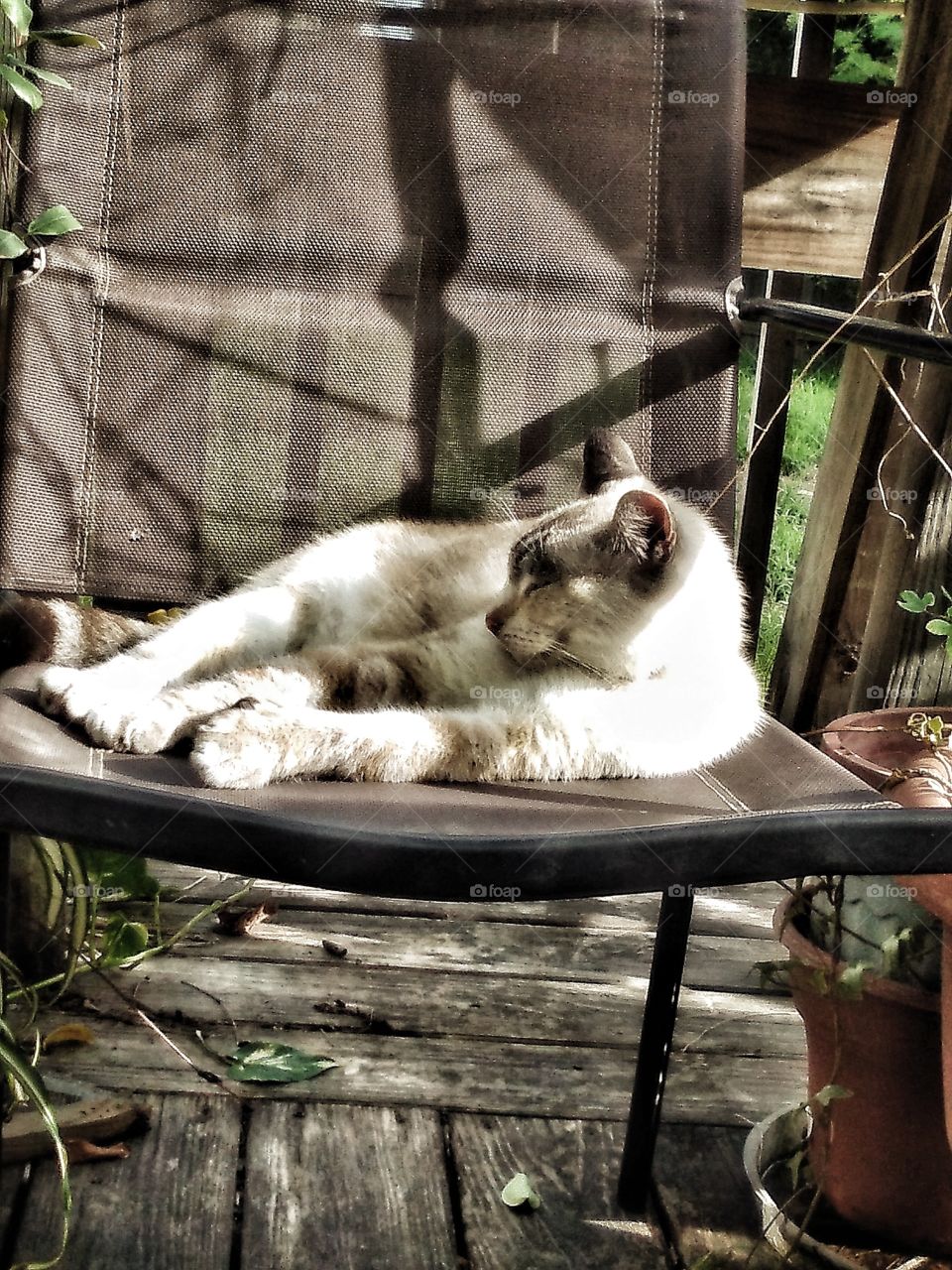 Lucy The Cat In The Sun