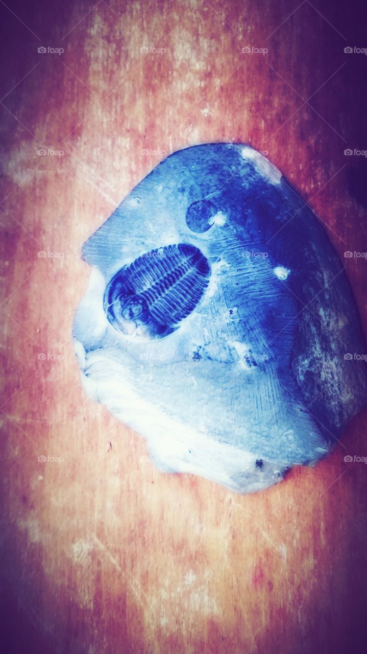 fossil light. fossil i have laying around at home