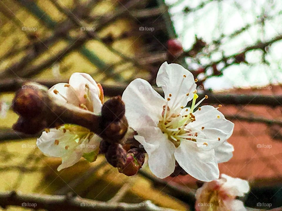 Apricot flowers on branch