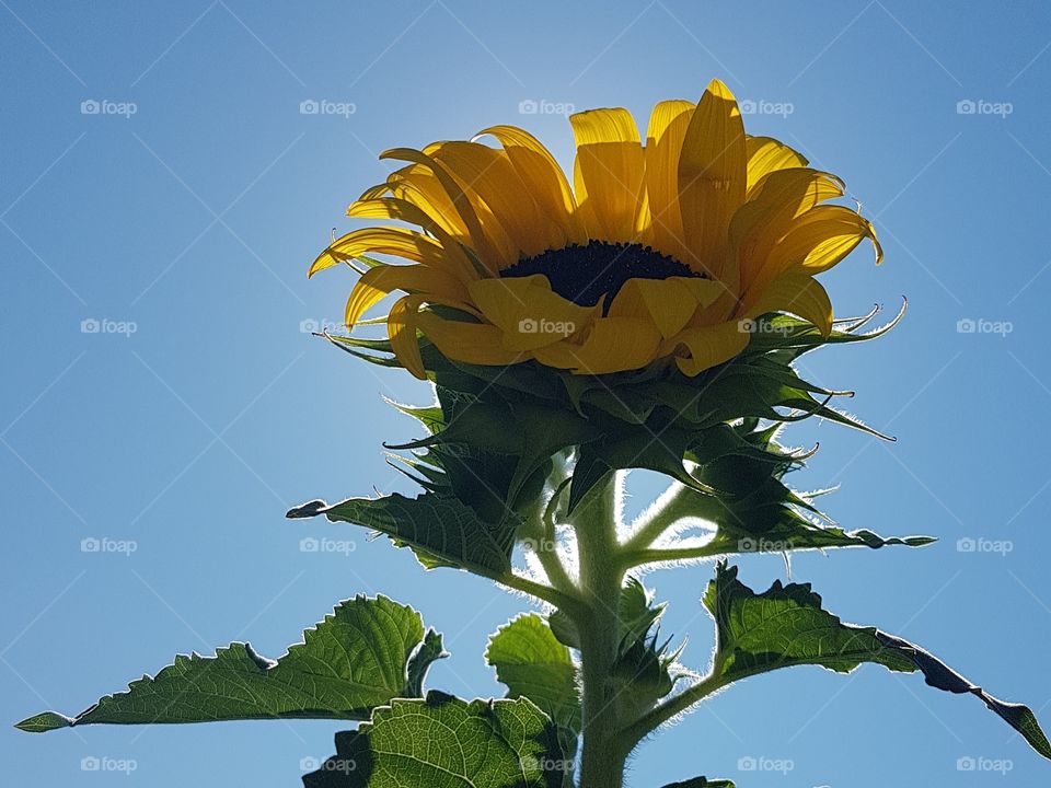 Sunflower in the sun