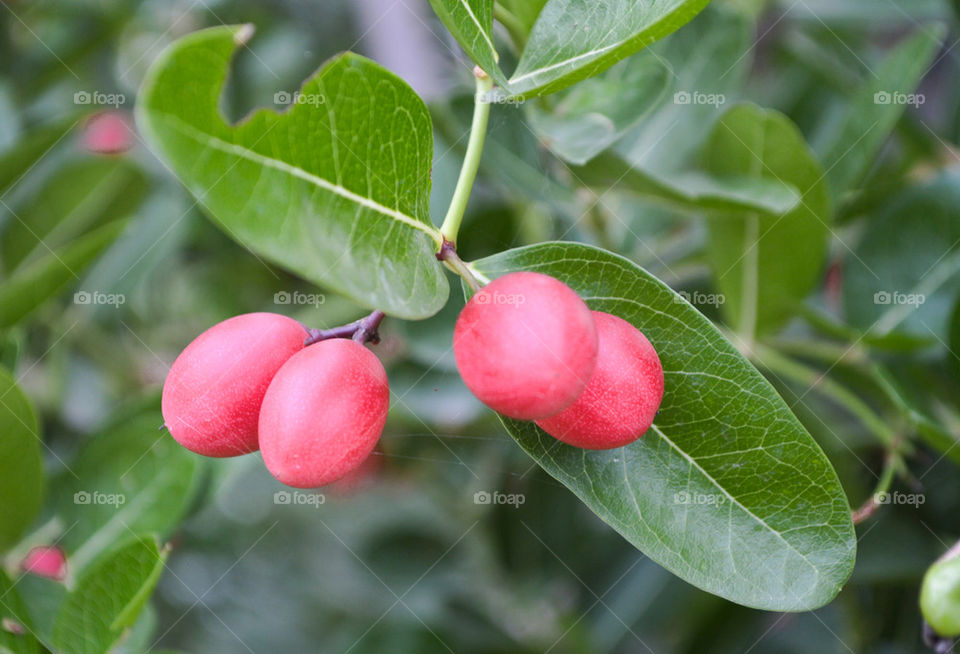 Karanda fruit