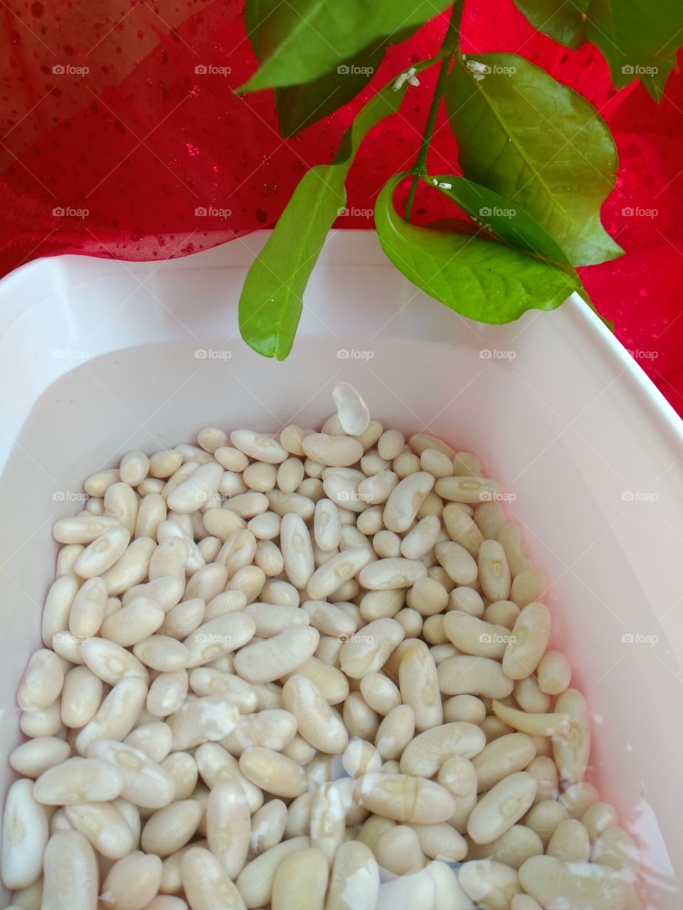 feijão branco