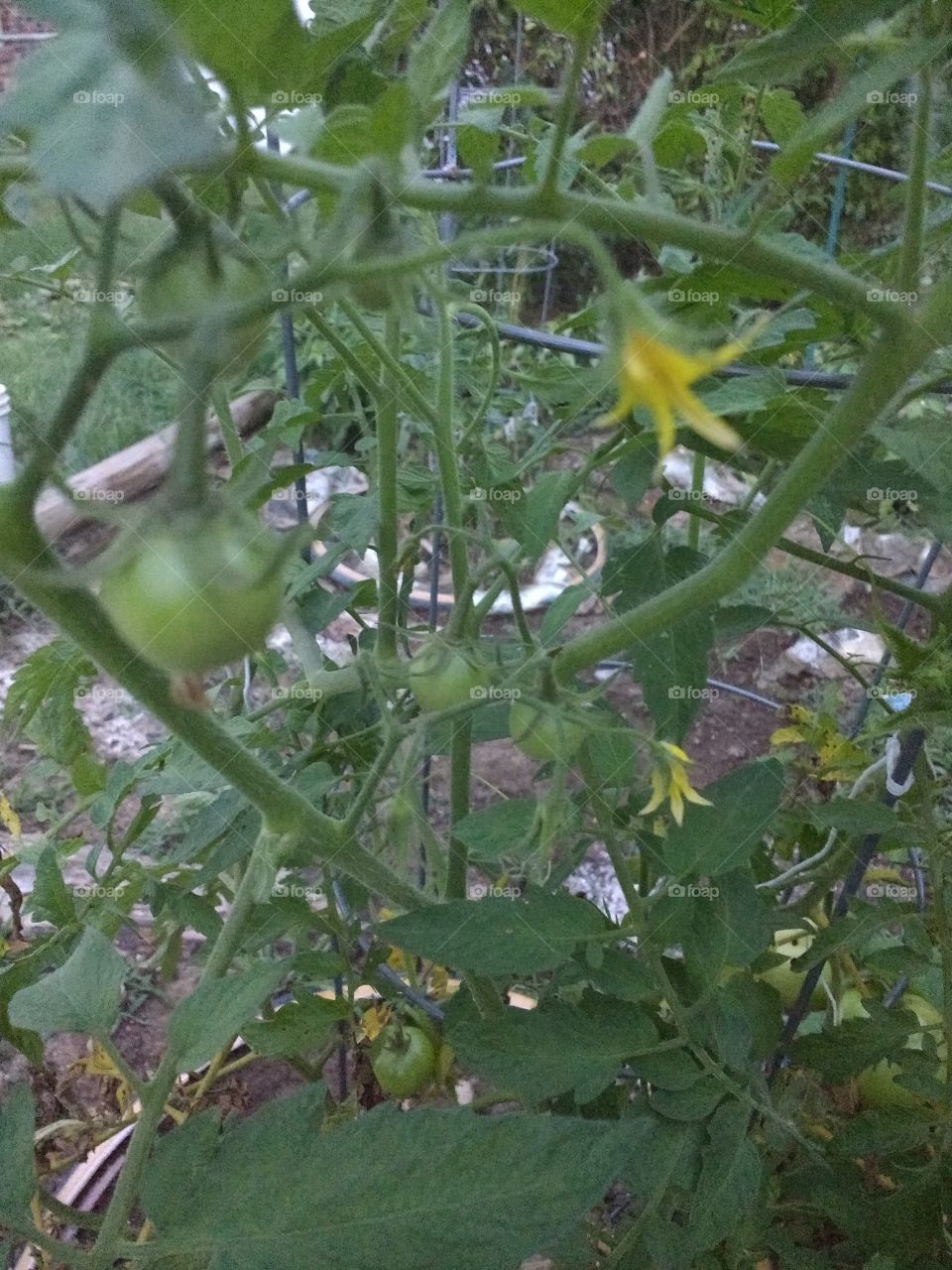 tomatoes in various stages of growing