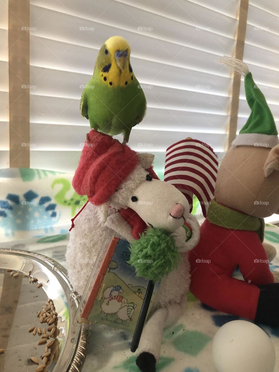 Cute Parquet Coco with favorite toy Lamb  