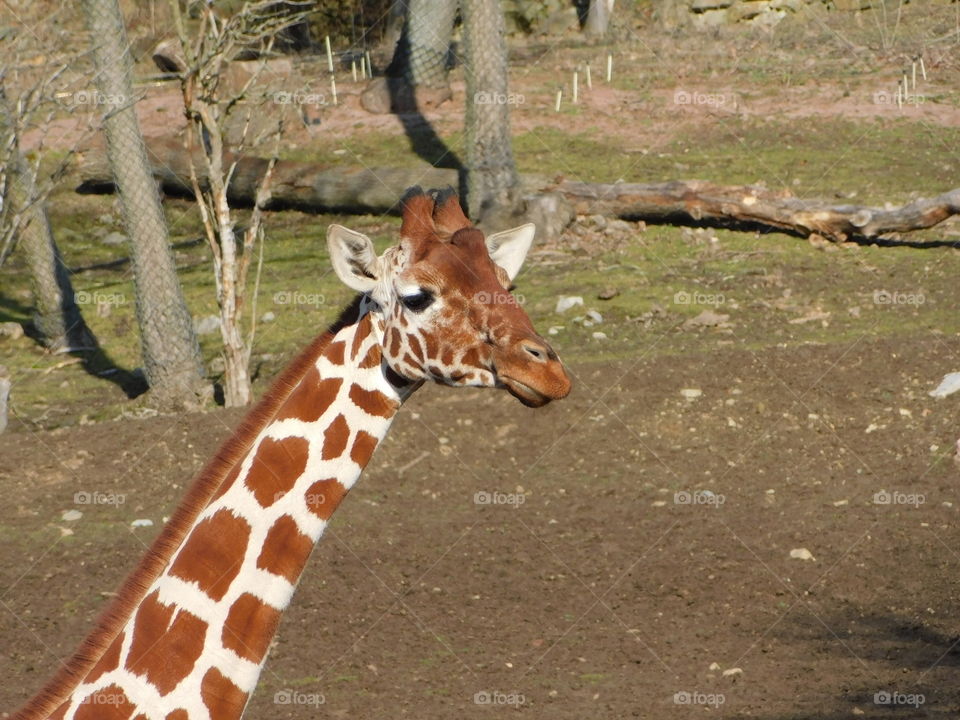 Giraffe