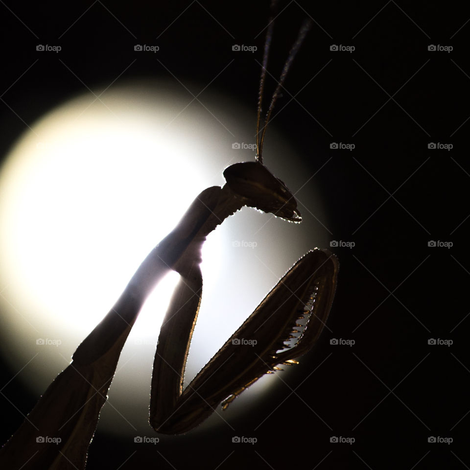 Night alien, Mantis religiosa in light of torch