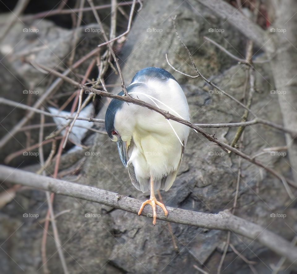 Night heron Boucherville 