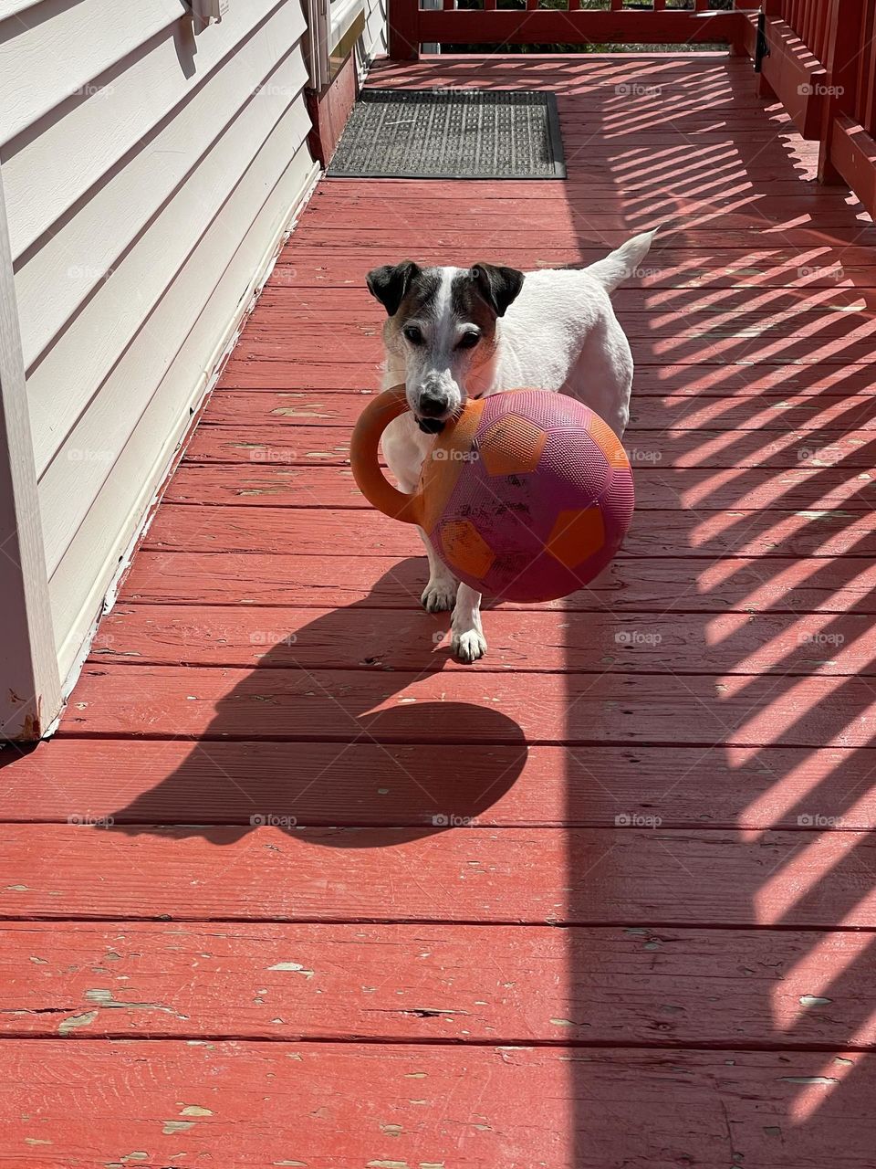 Ball is bigger than she is