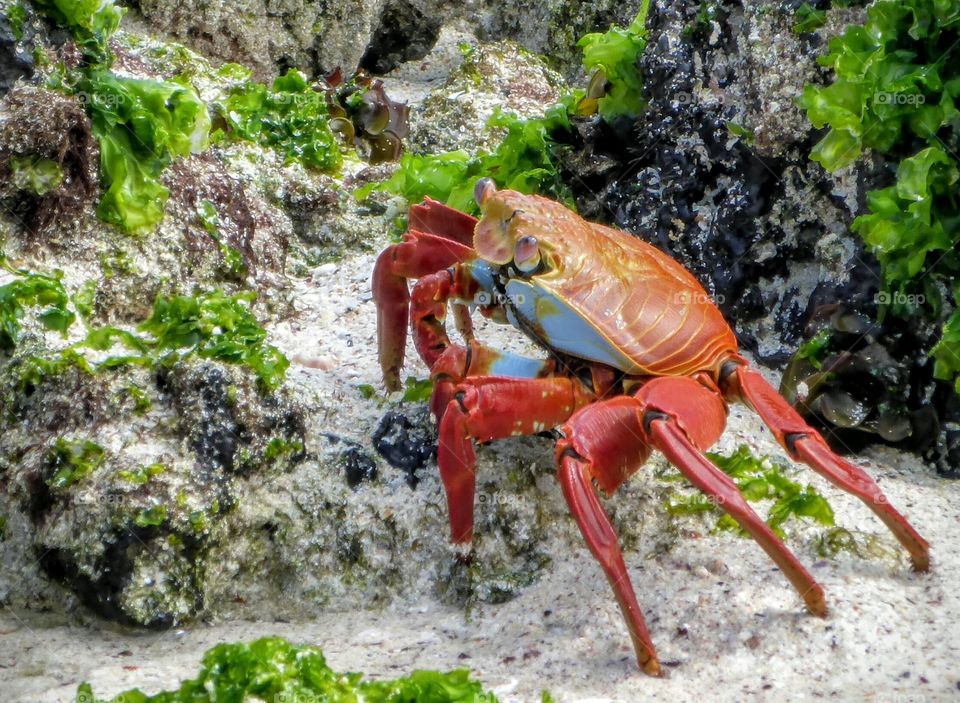 Sally Lightfoot crab, Galapagos