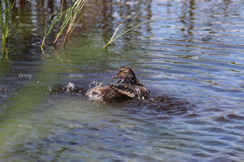 Mallard bathing 