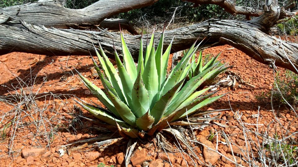 Sedona Desert Yucca Plant